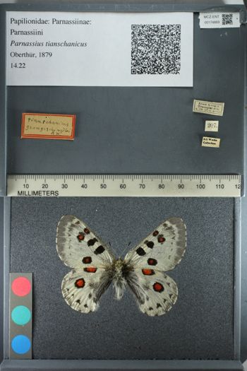 Media type: image;   Entomology 174869
